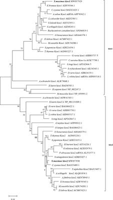 New Evidence for the Existence of Two Kiss/Kissr Systems in a Flatfish Species, the Turbot (Scophthalmus maximus), and Stimulatory Effects on Gonadotropin Gene Expression